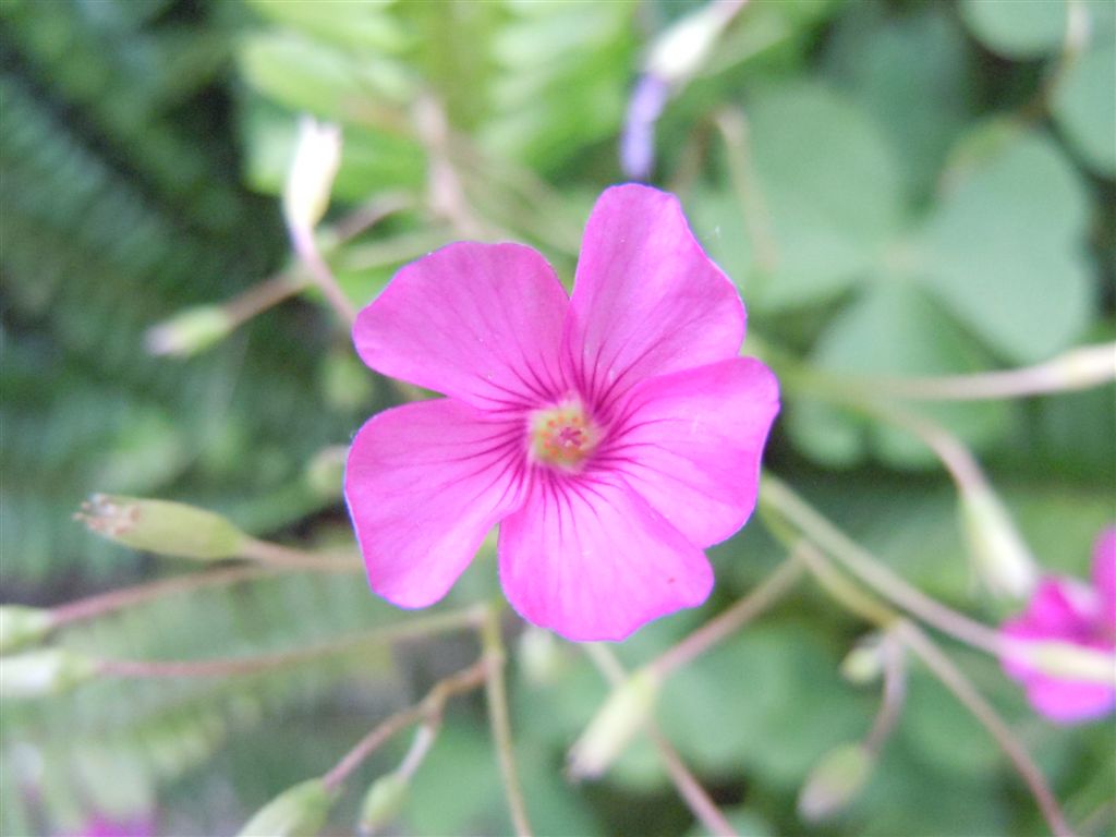 Oxalis articulata